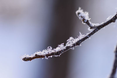 Macro snowflakes on a branch in winter