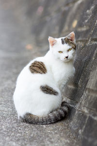 High angle portrait of cat relaxing outdoors