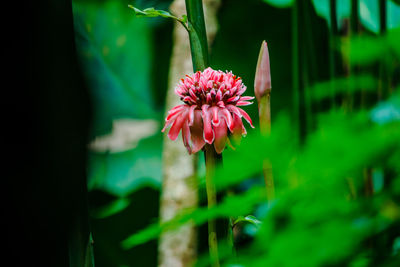 Close-up of pink flower blooming outdoors