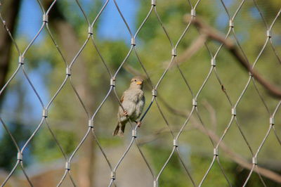 Close-up of sparrow seen through chainlink fence