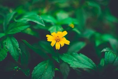 Close-up of yellow flower