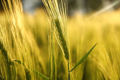 agriculture