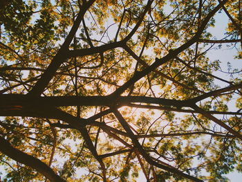 Low angle view of tree against sky