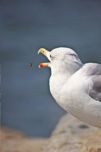 Close-up of seagull perching on a sea