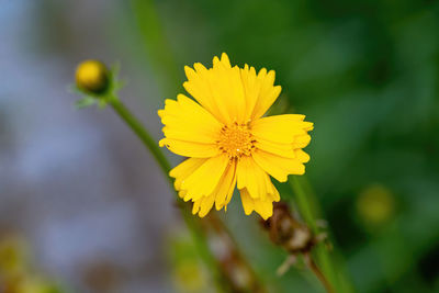 Close-up of yellow flowering plant