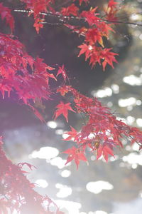 Close-up of autumn leaves on tree