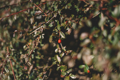 Close-up of red berries growing on tree