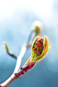 Close-up of flower buds on twig