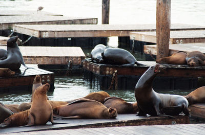 High angle view of sea lions relaxing at pier 39