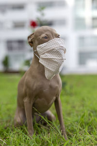 Pure breed italian greyhound dog outdoors with protective mask for coronavirus. covid-19.