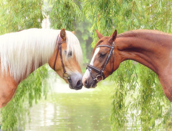 Horses in a horse