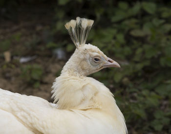 Close-up of peacock