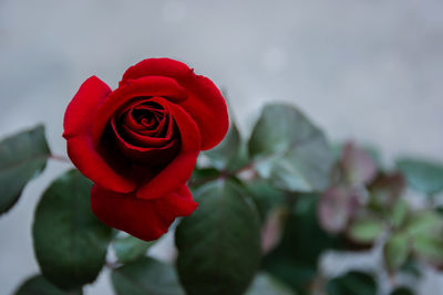 Close-up of red rose against blurred background