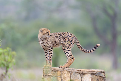 Side view of a cat on tree