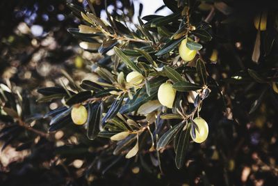 Close-up of olive  fruit growing on tree