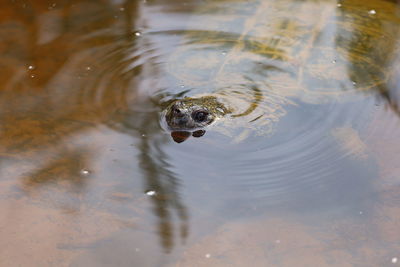 High angle view of turtle in water
