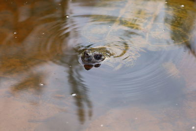 High angle view of turtle in water