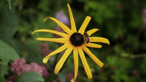 Close-up of yellow flower