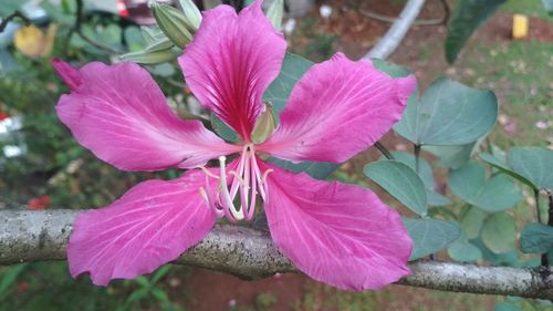 Close-up of pink flowers blooming outdoors