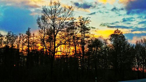 Bare trees on landscape at sunset