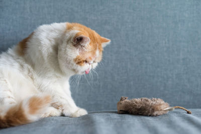 Cute yellow exotic shorthair cat look at fake or artificial mouse or rat doll on gray sofa bed