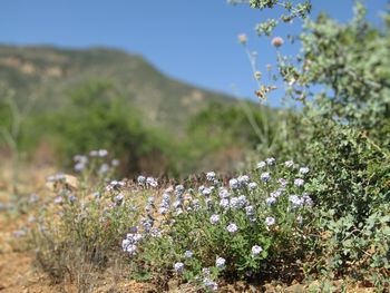 Close-up of flowering plants on field against sky