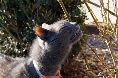 Close-up of a cat looking away