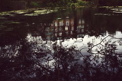 Reflection of trees in water