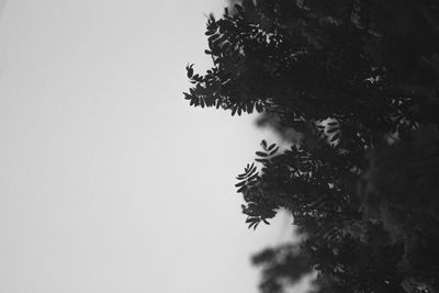 Low angle view of tree against sky