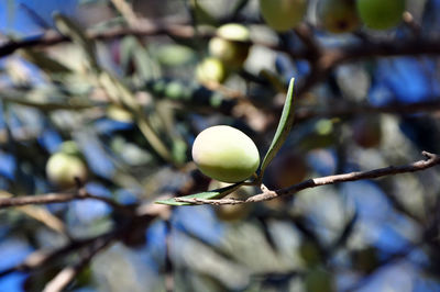 Close-up of fruit growing on tree