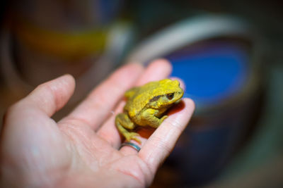 Close-up of hand holding yellow frog