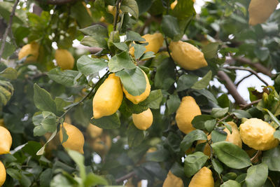 Close-up of fruits growing on tree