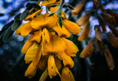 Close-up of yellow flower