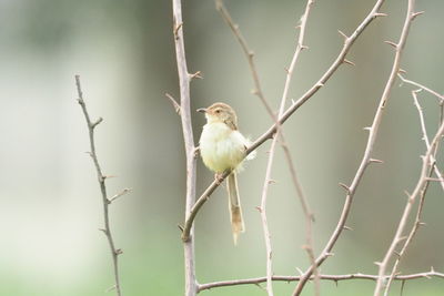 Bird perching on twig