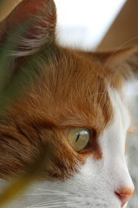 Close-up of cat