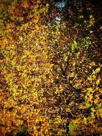Yellow flowers growing on tree trunk