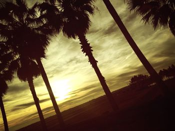 Low angle view of palm trees against sky