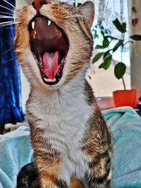 Close-up of cat yawning