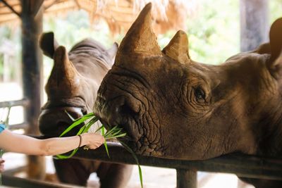Close-up of hand feeding outdoors
