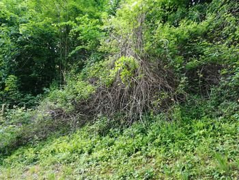 Plants growing on land