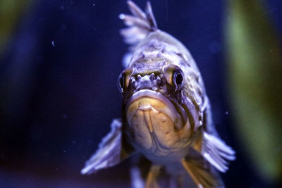 Close-up of fish swimming in aquarium