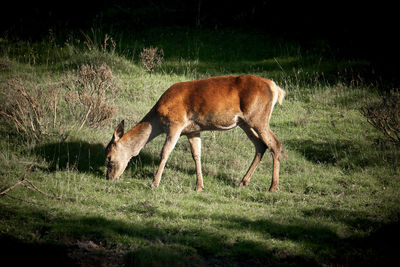 Horse grazing on field