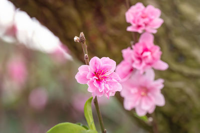Close-up of pink flowering plant