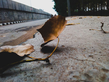 Close-up of dried leaves on plant