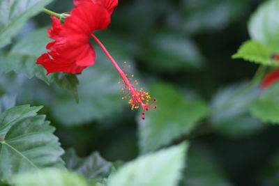 Close-up of red flower