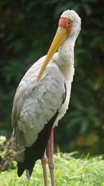 Close-up of a bird perching on a field