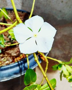 Close-up of white flower