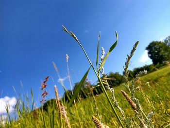 Tilt image of plants growing on field against blue sky