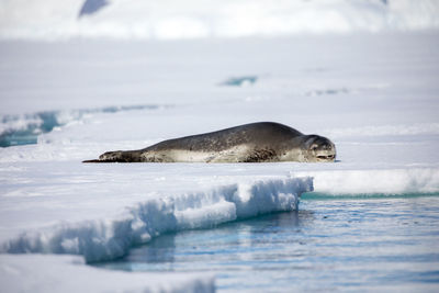 Seal relaxing on frozen sea