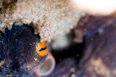 An octopus holding an egg, close-up